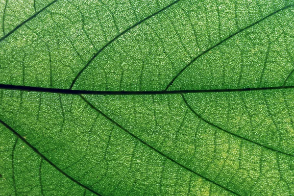 Leaf texture — Stock Photo, Image