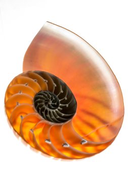 Nautilus kabuğu 5 izole