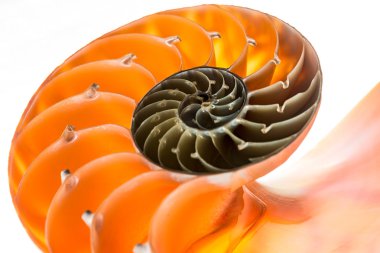 Nautilus kabuğu 2 izole