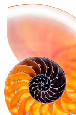 Nautilus kabuğu 7 izole