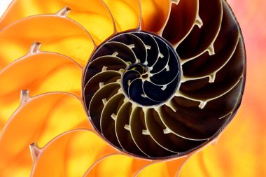 Nautilus kabuğu Bölüm 1