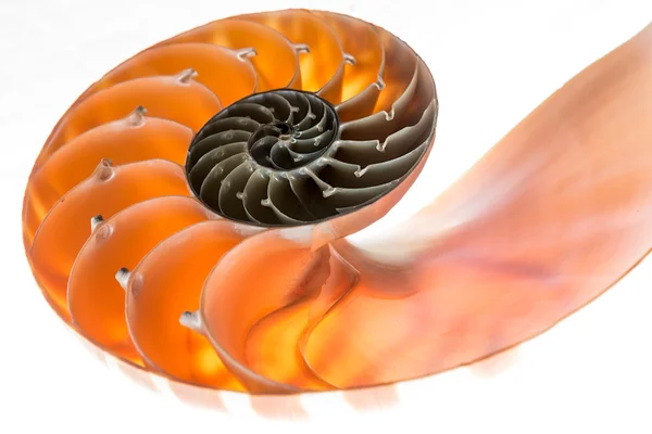 Concha de Nautilus isolada 4 — Fotografia de Stock