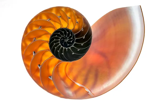Concha de Nautilus isolada 1 — Fotografia de Stock