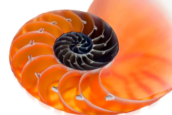 Nautilus kabuğu 3 izole