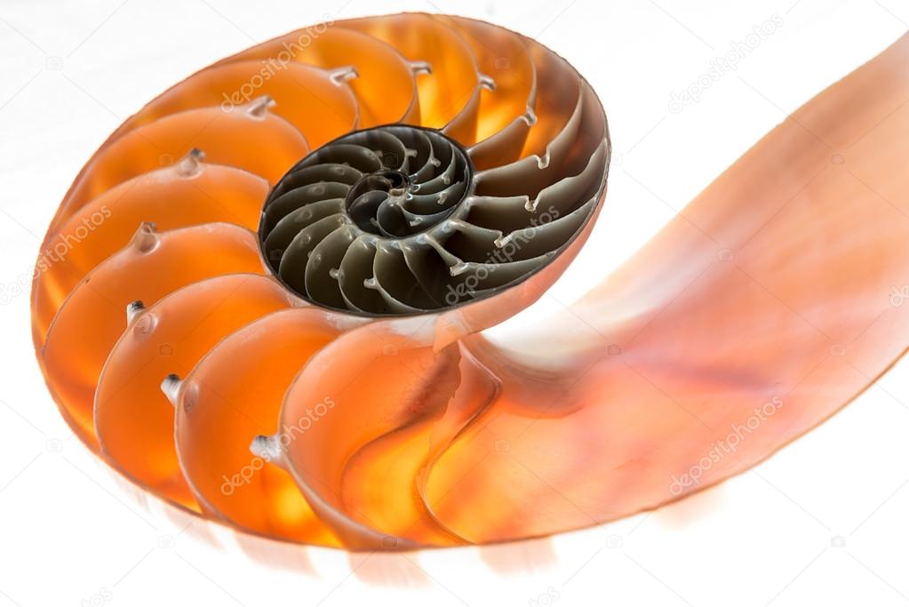 Nautilus shell isolated 4