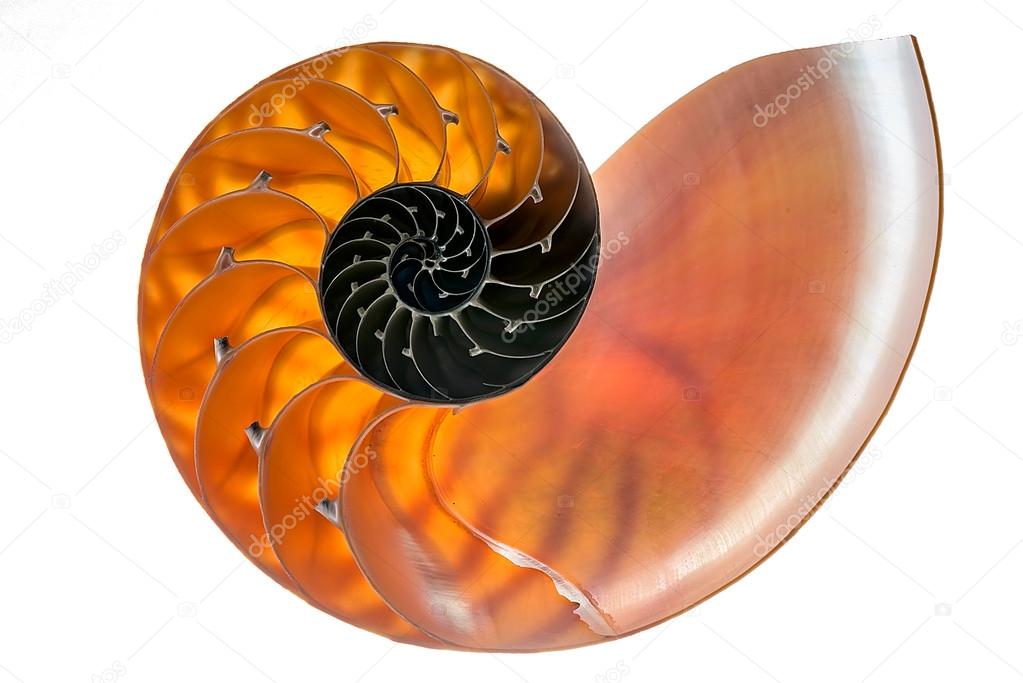 Nautilus shell isolated 1