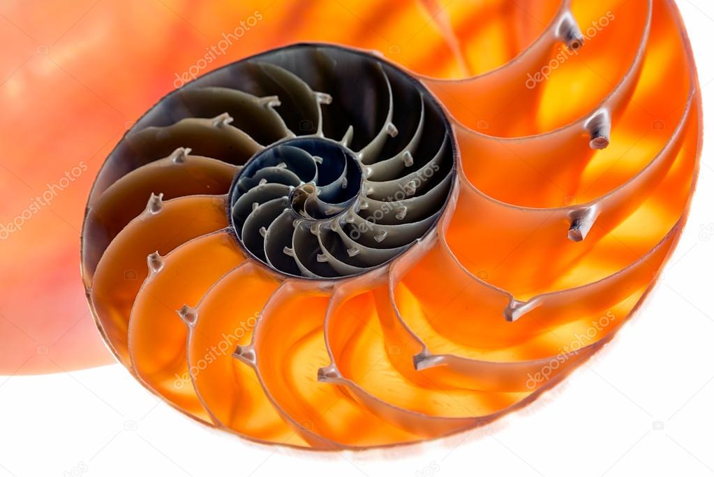 Nautilus shell isolated 6