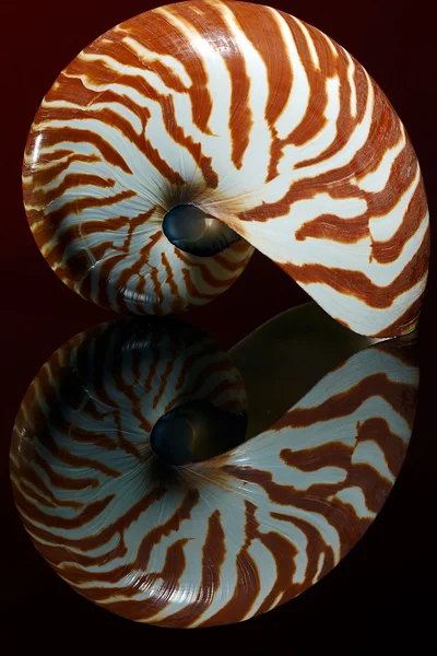 Nautilus kabuğu 2 — Stok fotoğraf