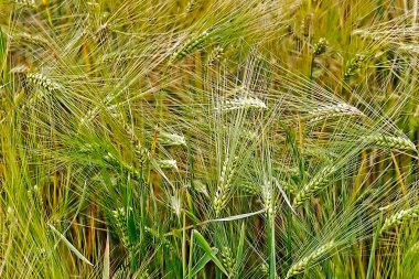 arka plan buğday 1 ile