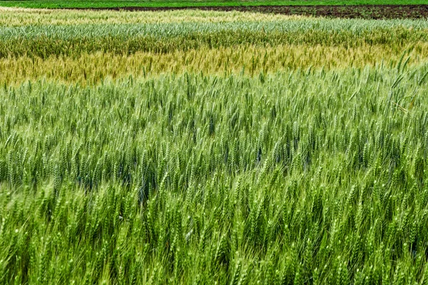 大麦、オート麦と背景 — ストック写真