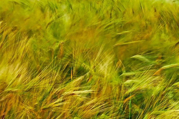 Hintergrund mit Weizen 2 — Stockfoto