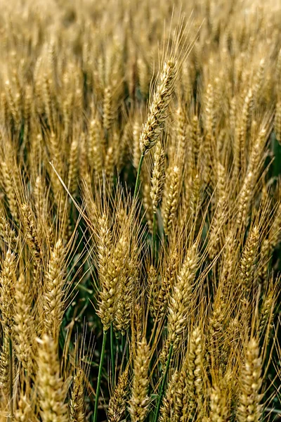 小麦 5 と背景 — ストック写真