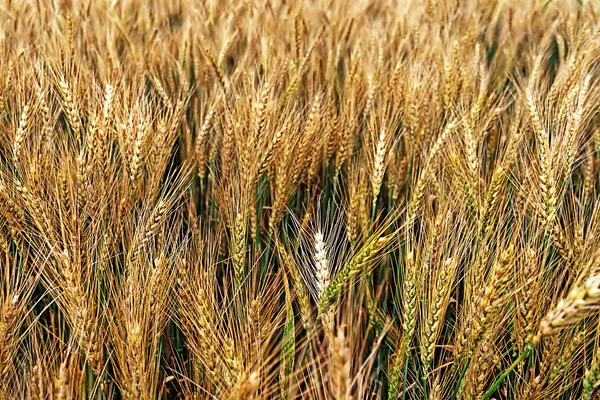 Background with wheat 4 — Stock Photo, Image