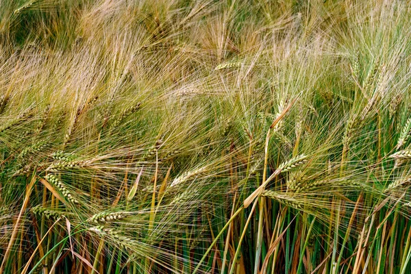 Pozadí s pšenice 3 — Stock fotografie