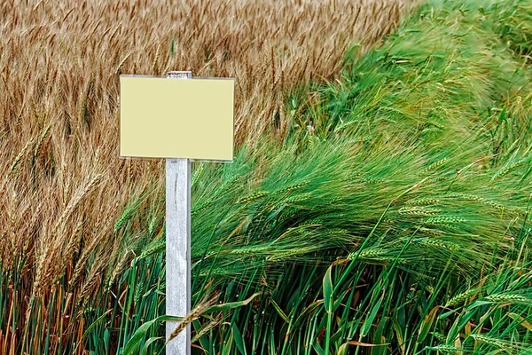 Úrodné pšenice a ječmene 1 — Stock fotografie