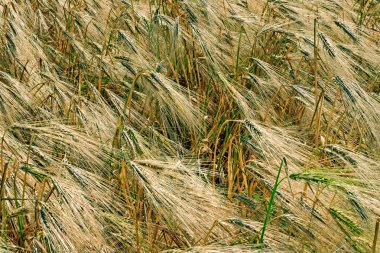 arka plan buğday 8 ile