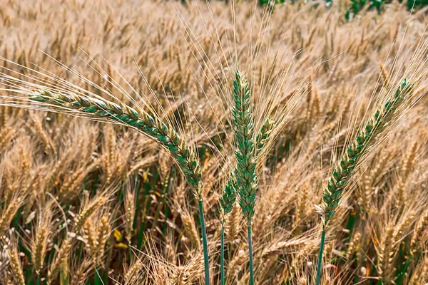 Background with wheat 11 — Stock Photo, Image