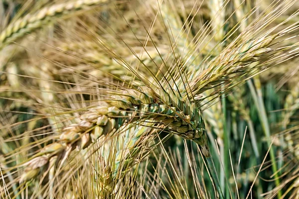 小麦 12 と背景 — ストック写真