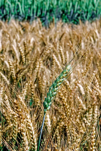 Achtergrond met tarwe oren — Stockfoto