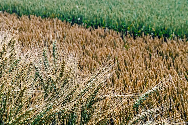 Diferentes variedades de trigo 1 — Fotografia de Stock