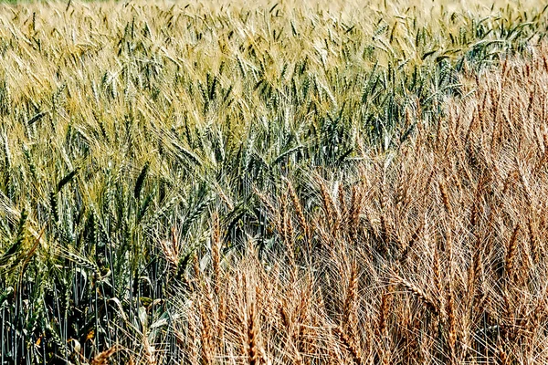 Different varieties of wheat 2 — Stock Photo, Image