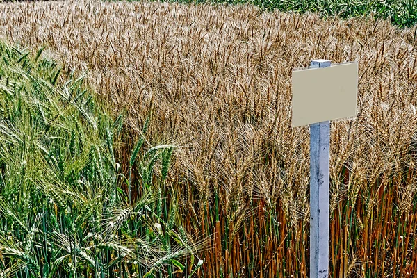 肥沃な小麦と大麦 3 — ストック写真