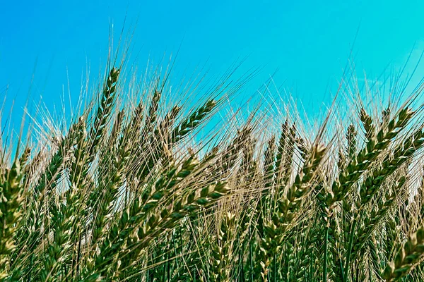 麦 3 のスパイクと背景 — ストック写真