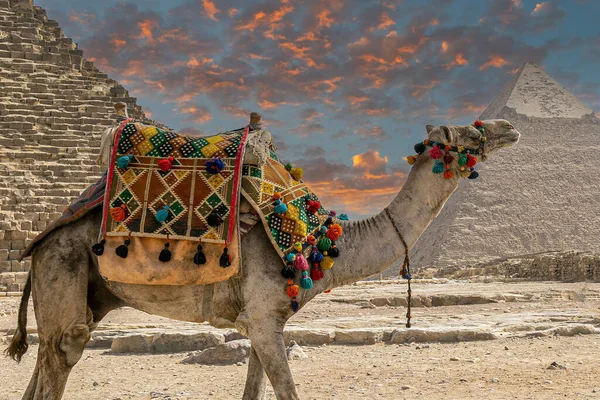 Kamel Dekorerad Med Specifik Brodyr Framför Giza Necropolis Pyramider Komplex — Stockfoto