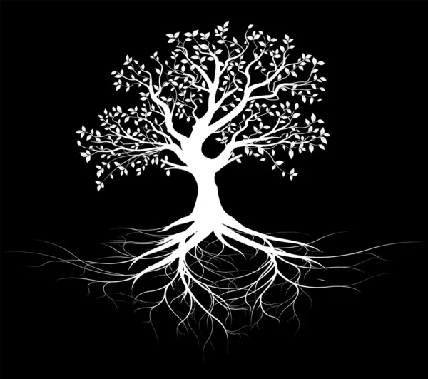 hayat sembolü, yaşlı ağacın kökleri siluet