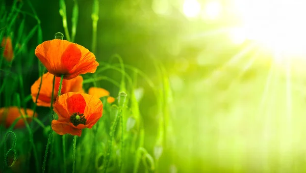 Wildblumen, roter Mohn in der Natur — Stockfoto