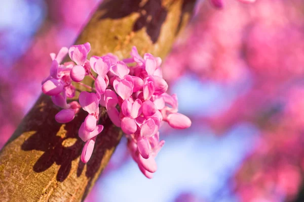 Judas tree in full bloom Royalty Free Stock Photos