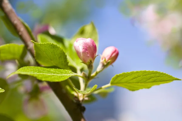 Spring apple blossom Stock Picture