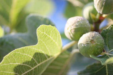 incir meyve ve yaprakları bir ağaç üzerinde