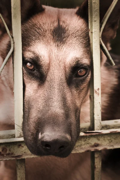 Sad dog behind bars Stock Photo