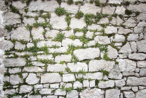 Steinmauer bedeckt Moos und Pflanzen Textur Hintergrund — Stockfoto