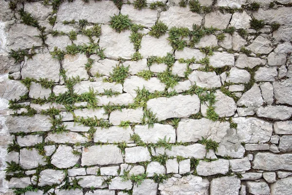 Pared de piedra cubierta de musgo y plantas textura fondo — Foto de Stock