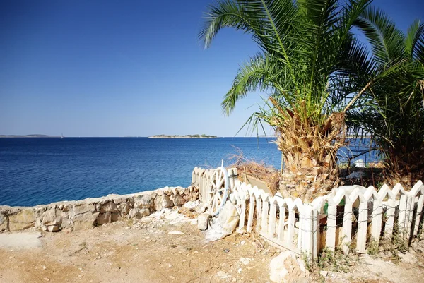 Palma a pohled na teplé a čisté moře, Chorvatsko Dalmácie — Stock fotografie