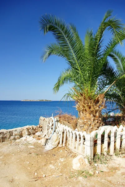 Palm tree and view of the warm and clean sea, Croatia Dalmatia — Stock Photo, Image