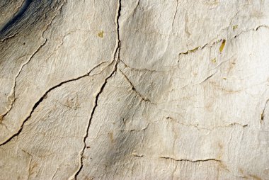 çatlaklar ile Taş dokusu bir kemik gibi görünüyor