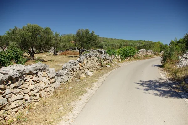 Asphalt road along the olive grove, Croatia Dalmatia — Stock Photo, Image