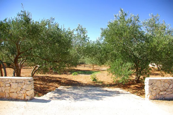 Olive grove trees, Croatia Dalmatia — Stock Photo, Image