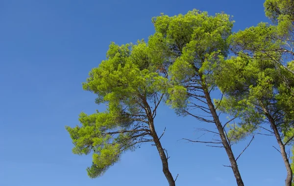 Pine tree on blue sky — Stock Photo, Image