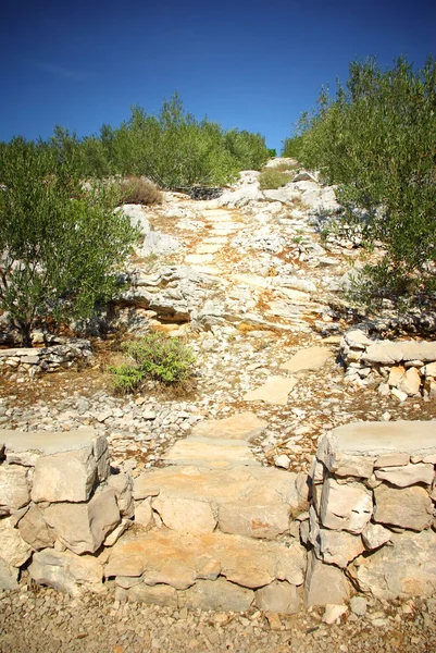 Caminho rochoso no olival, Croácia Dalmácia — Fotografia de Stock