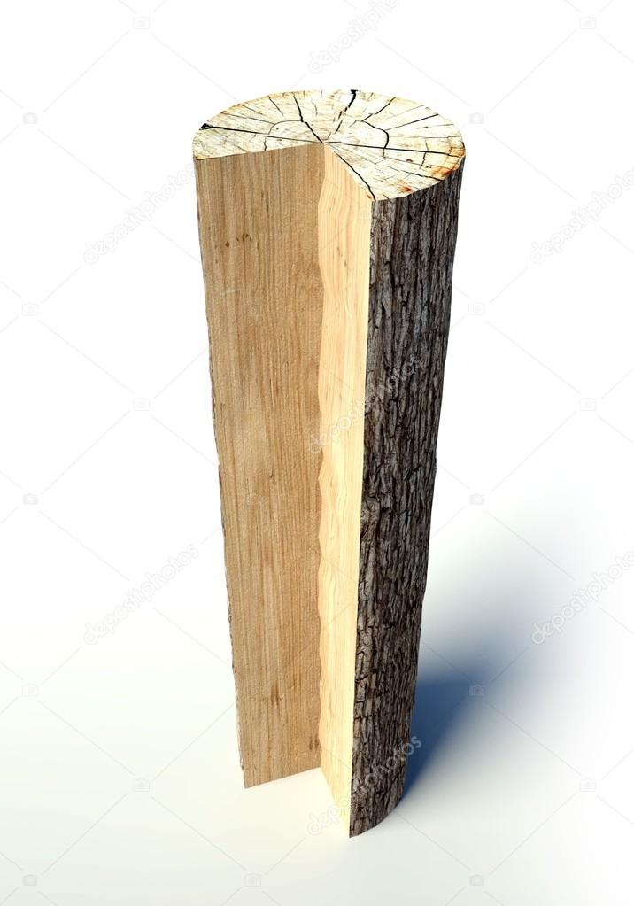 Cross section tree trunk, object