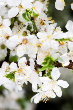 Makro çiçekleri kiraz çiçeği, Bahar günü