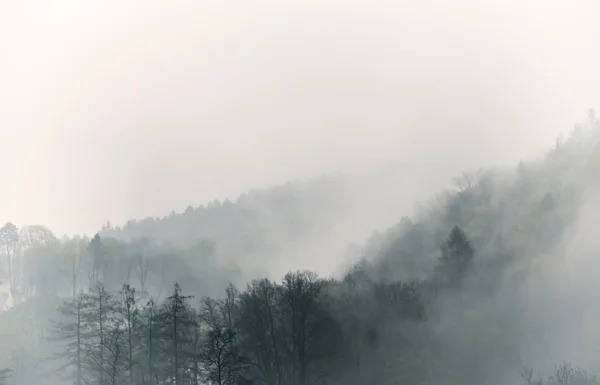 Neblige Landschaft, Wald mit Wolken — Stockfoto