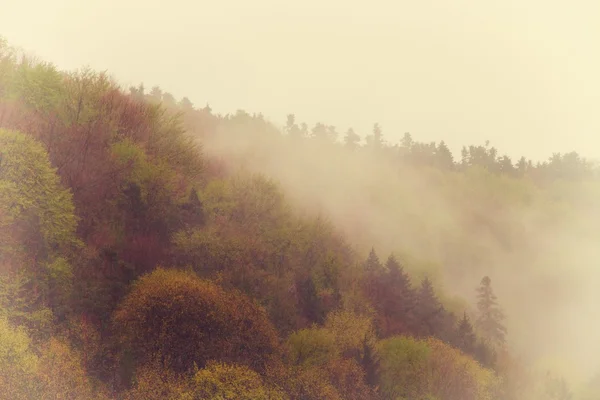 复古雾景观、 森林与云 — 图库照片