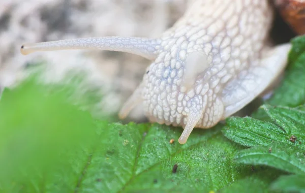 Macro roman snail, helix pomatia — Stock Photo, Image