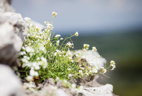 Maco blooming flowers on rock — Stock Photo, Image
