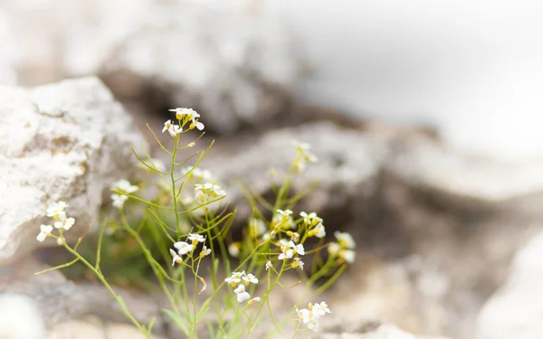 Maco blooming flowers on rock — Stock Photo, Image